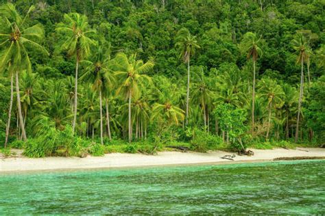 Indonesia. A wild beach on a tropical island covered with jungle. White sand and palm trees ...