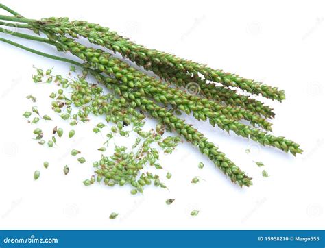 Plantain seeds stock photo. Image of herbal, food, flower - 15958210