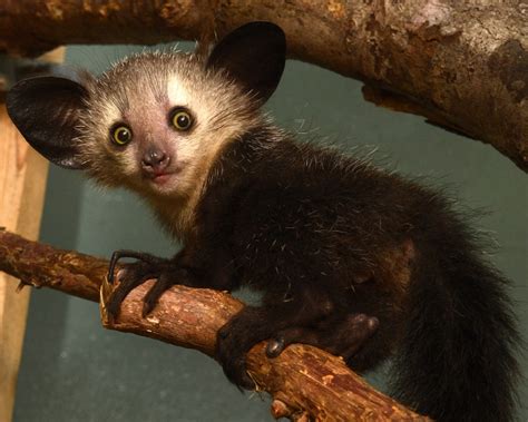 Endangered Aye-Aye Born at Duke Lemur Center - ZooBorns