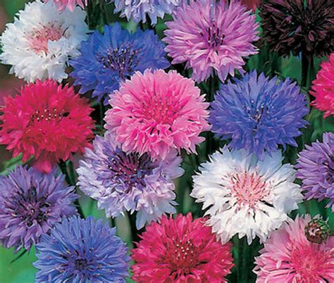 Cornflower Polka Dot Mix Dwarf Centaurea Cyanus Seeds