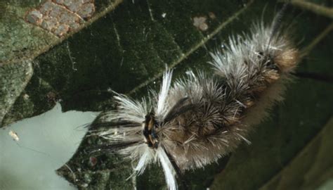 Types Of Woolly Caterpillars | Sciencing