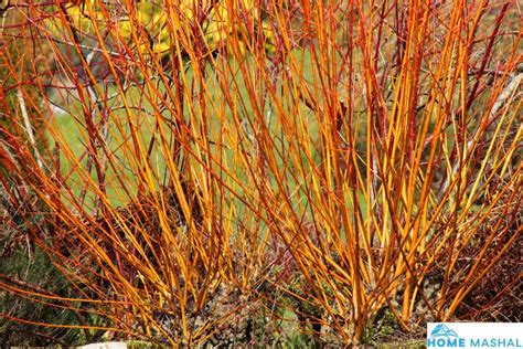 Top 14 Red Twig Dogwood Varieties (With Photos)