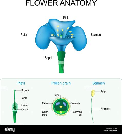 Male reproduction diagram Stock Vector Images - Alamy