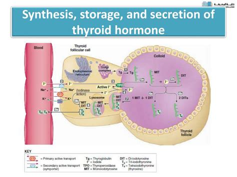 PPT - PHYSIOLOGY OF THYROID GLAND PowerPoint Presentation, free download - ID:6727071