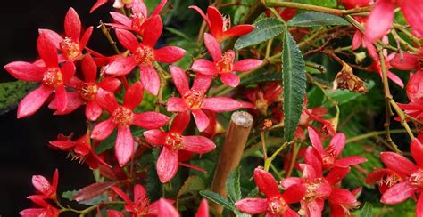 The New South Wales Christmas Bush: Indigenizing Orthodoxy to Australia – Another City