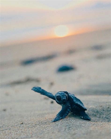 Baby Sea Turtle Cute Wild Animals, Cute Little Animals, Funny Animals ...