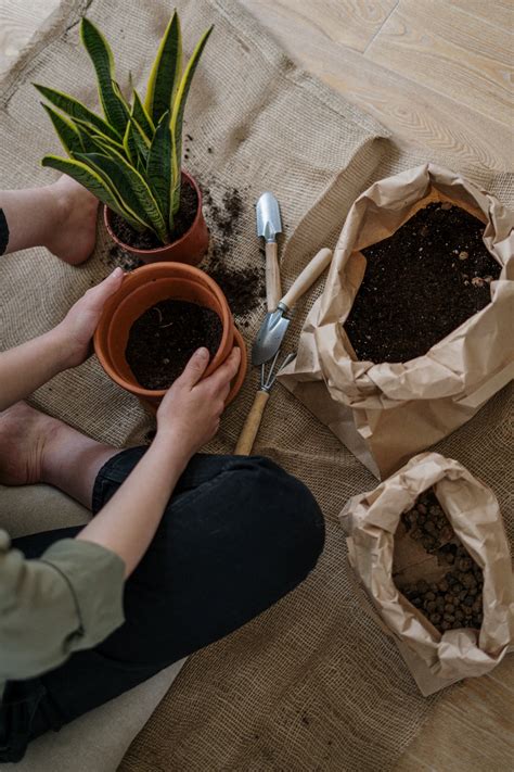 How To Repot A Plant Without Killing It: 5 Easy Steps