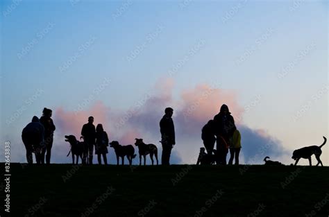 owners walking dogs in the park Stock Photo | Adobe Stock