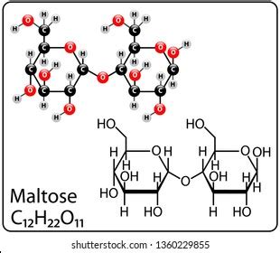 Maltose Molecule Structure Stock Vector (Royalty Free) 1360229855 | Shutterstock