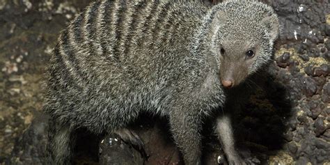 Banded mongoose | Smithsonian's National Zoo and Conservation Biology Institute