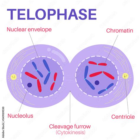 Telophase is the final phase of mitosis. Stock Illustration | Adobe Stock