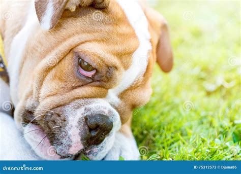 Little grumpy dog stock image. Image of forward, pedigree - 75312573