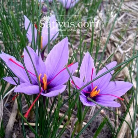 Crocus sativus size 7/8, Wholesale saffron bulbs