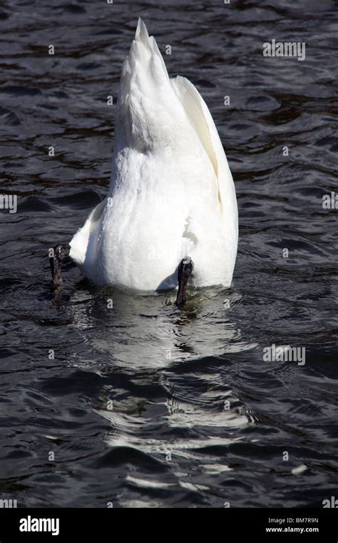 Swan dive hi-res stock photography and images - Alamy