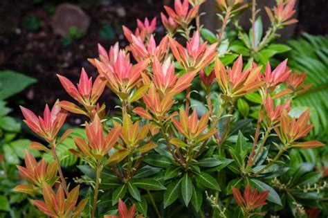 Pieris Japonica Care & UK Growing Tips | UpGardener™