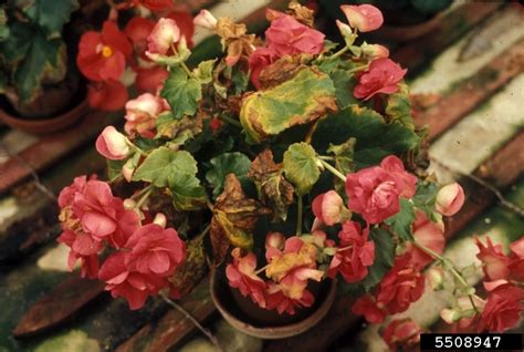 bacterial leaf spot of begonias,bacterial wilt of begonias (Xanthomonas axonopodis pv. begoniae)