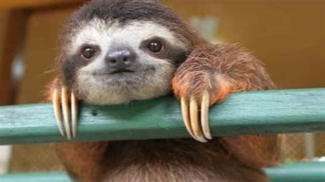 CUTE BABY SLOTH RESCUE - YouTube