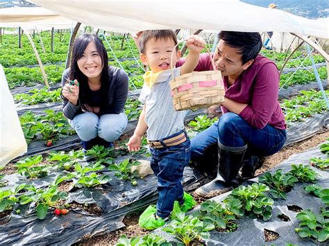 Strawberry Picking in Baguio | Sheena Loves Sunsets