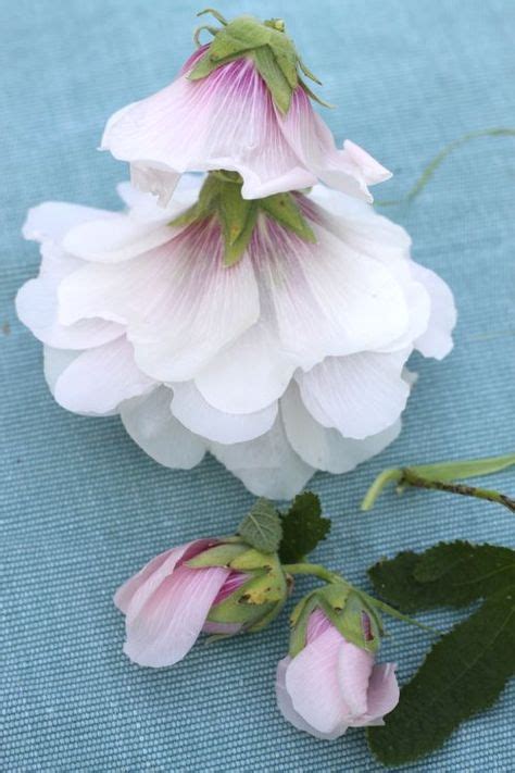 16 HOLLYHOCK dolls ideas | hollyhock, dolls, beautiful flowers