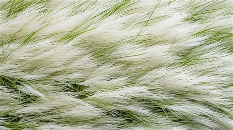 Abstract Grass Texture In White Perfect For Backgrounds, Grass Texture ...