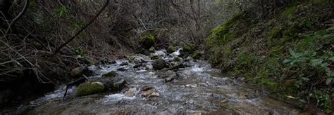 Chasing waterfalls: Now is the time to hike in Mount Diablo State Park - Local News Matters