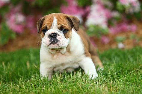 About The Breed: Bulldog | Highland Canine Training