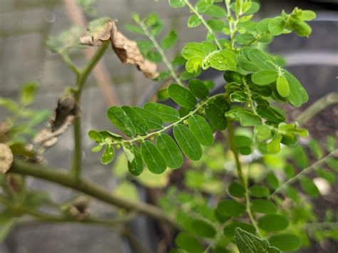 A close up Phyllanthus niruri leaves 21223229 Stock Photo at Vecteezy