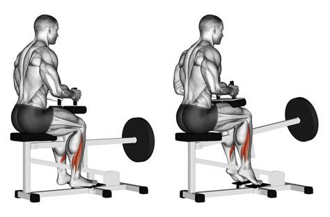 Seated Calf Raise | Cabinets Matttroy