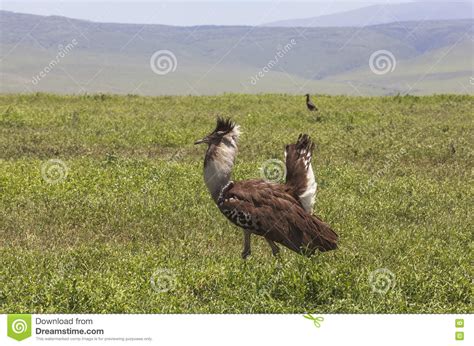 Birds in Maasai Mara, Kenya Stock Image - Image of holiday, animals: 71835617