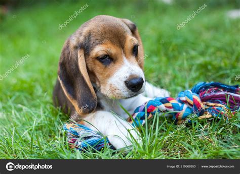 Cute Beagle Puppy Playing Garden Colorful Toy Stock Photo by ...