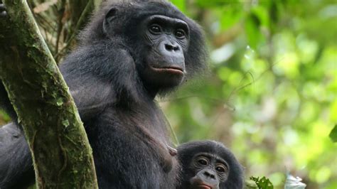 In the Bonobo World, Female Camaraderie Prevails - The New York Times