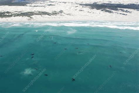 Southern right whale breeding group - Stock Image - Z920/0382 - Science ...