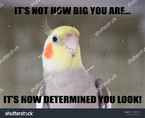 2,406 Bird Memes Images, Stock Photos & Vectors | Shutterstock