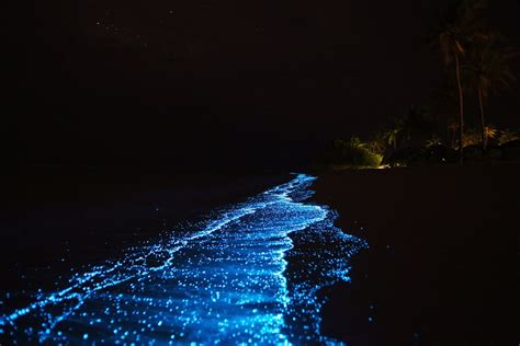 Vaadhoo Island Maldives Glow in the night beach