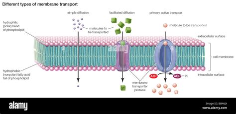 Simple Diffusion Cell Membrane