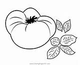 Tomato Coloring Page sketch template