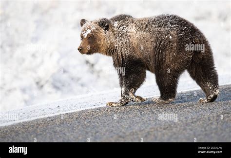 Grizzly bear in the snow Stock Photo - Alamy