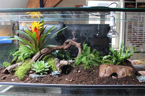 Corn Snake Vivarium Decor : We did not find results for: | linlilinijoptyt