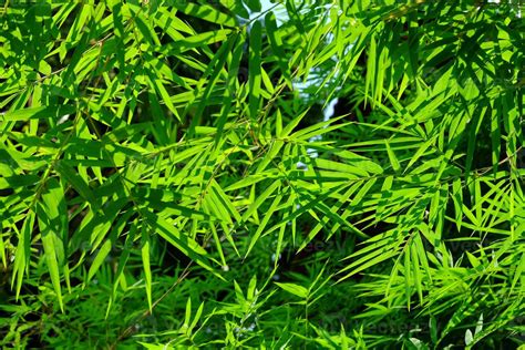 Bamboo Leaves Texture Background in the Garden. 21675473 Stock Photo at ...