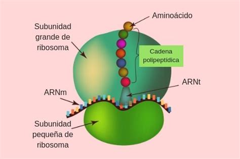 Funcion Del Ribosoma En La Celula Procariota Compartir Celular | Porn Sex Picture