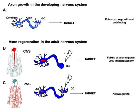 l Axon growth versus axon regeneration in the mammalian nervous system.... | Download Scientific ...