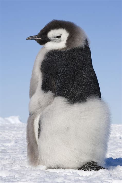 Emperor Penguin Chick Moulting Photograph by Daisy Gilardini