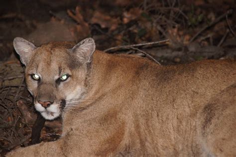 Santa Monica Urbanization Poses Threat to Mountain Lion Survival | Neon ...