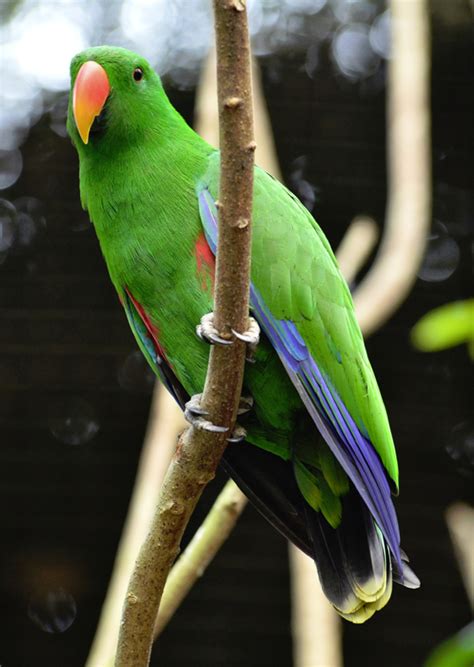 10 Best Talking Parrot Species and Their Unique Abilities