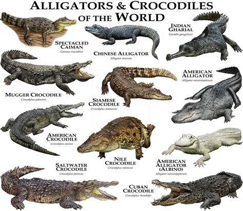 Alligators and Crocodiles of the World Poster Print - Etsy | Crocodile species, Crocodiles ...