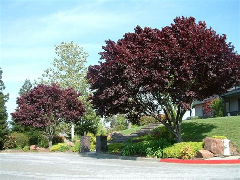 Prunus cerasifera 'Thundercloud' | Flowering plum tree, Purple leaf plum tree, Plum tree