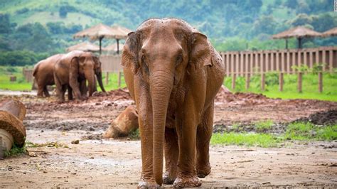 Inside Chiang Mai's Elephant Nature Park | CNN Travel