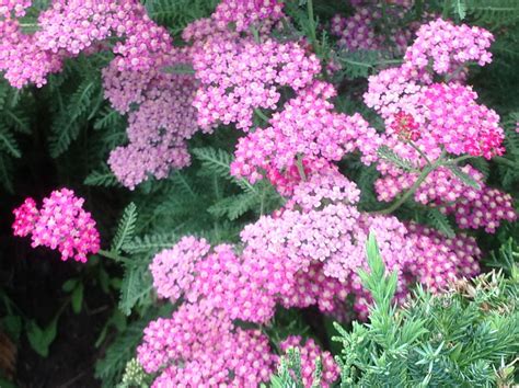 My pink yarrow | Pink yarrow, Plants, Perennials