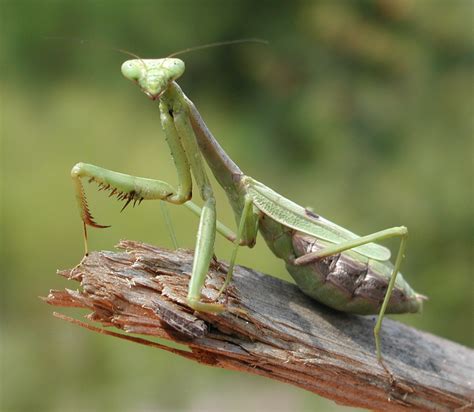 FAUNA IBERICA SALVAJE: MANTIS RELIGIOSA - ¿SE COME LA HEMBRA AL MACHO ...