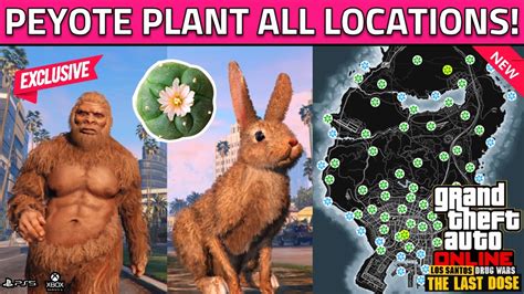 All Peyote Plant Locations in GTA 5 Online 2023! (How To Turn Into ...